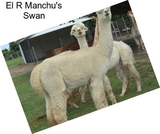 El R Manchu\'s Swan