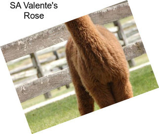 SA Valente\'s Rose