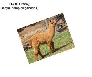 LPOH Britney Baby(Champion genetics)