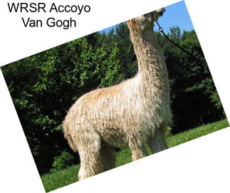 WRSR Accoyo Van Gogh