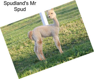 Spudland\'s Mr Spud