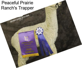 Peaceful Prairie Ranch\'s Trapper