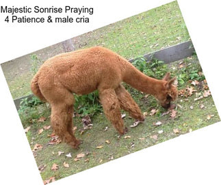 Majestic Sonrise Praying 4 Patience & male cria