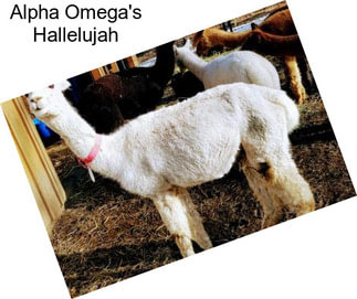 Alpha Omega\'s Hallelujah