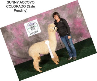 SUNNY ACCOYO COLORADO (Sale Pending)