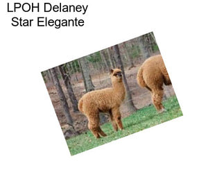 LPOH Delaney Star Elegante