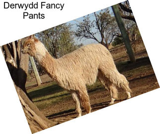 Derwydd Fancy Pants
