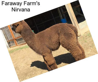 Faraway Farm\'s Nirvana