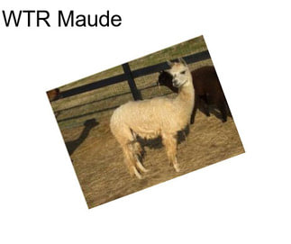 WTR Maude