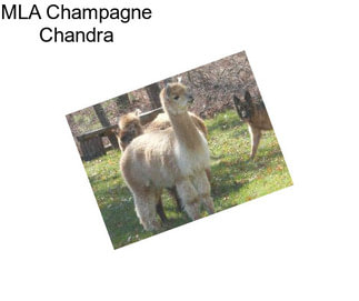 MLA Champagne Chandra
