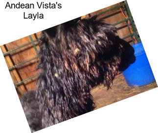 Andean Vista\'s Layla