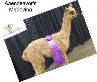 Aaendeavor\'s Medovina