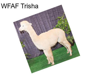 WFAF Trisha