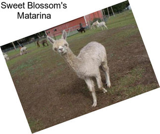 Sweet Blossom\'s Matarina