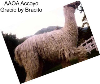AAOA Accoyo Gracie by Bracito