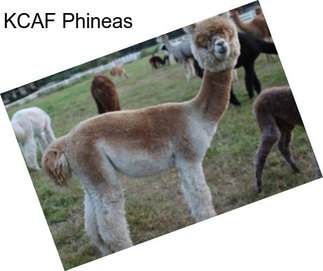 KCAF Phineas