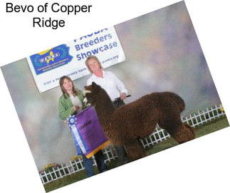 Bevo of Copper Ridge