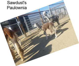 Sawdust\'s Paulownia