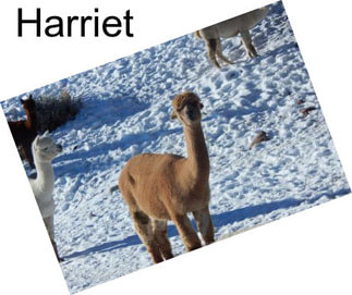 Harriet