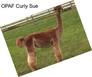 OPAF Curly Sue