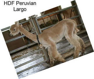 HDF Peruvian Largo