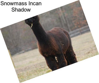 Snowmass Incan Shadow