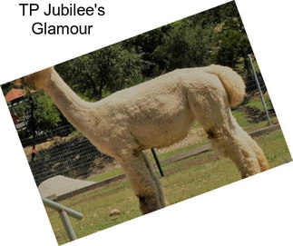 TP Jubilee\'s Glamour