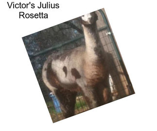 Victor\'s Julius Rosetta