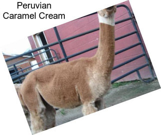 Peruvian Caramel Cream