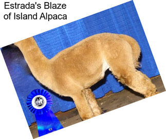 Estrada\'s Blaze of Island Alpaca