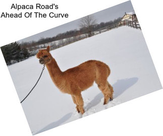 Alpaca Road\'s Ahead Of The Curve