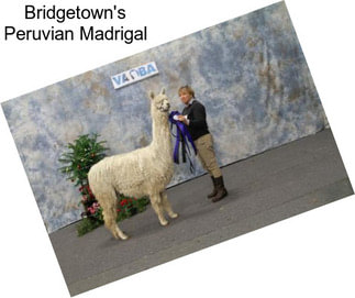 Bridgetown\'s Peruvian Madrigal