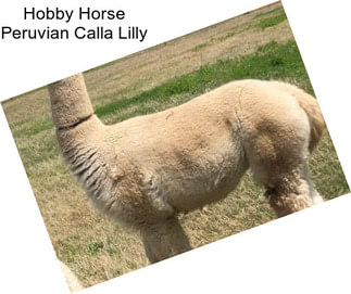 Hobby Horse Peruvian Calla Lilly