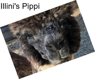 Illini\'s Pippi