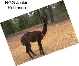 NGG Jackie Robinson