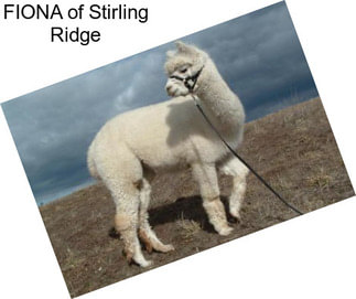 FIONA of Stirling Ridge