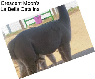 Crescent Moon\'s La Bella Catalina