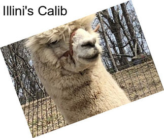 Illini\'s Calib