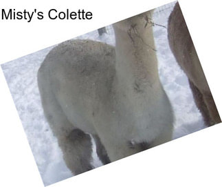 Misty\'s Colette