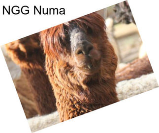 NGG Numa