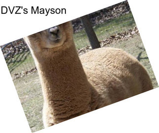 DVZ\'s Mayson