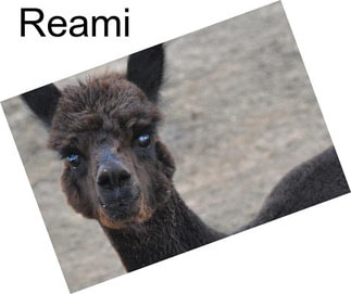 Reami