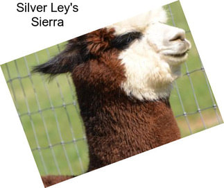 Silver Ley\'s Sierra
