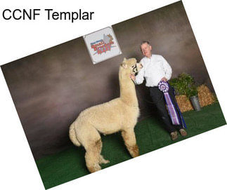 CCNF Templar