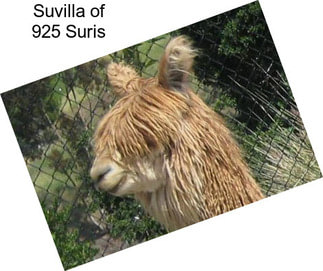 Suvilla of 925 Suris