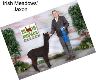 Irish Meadows\' Jaxon