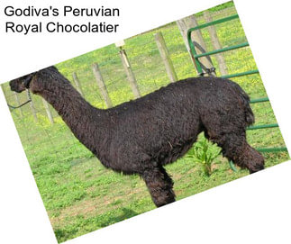 Godiva\'s Peruvian Royal Chocolatier