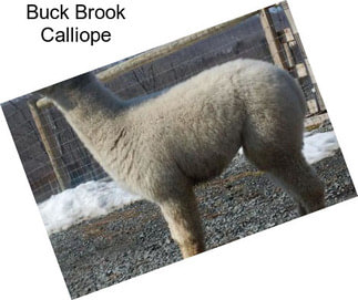 Buck Brook Calliope