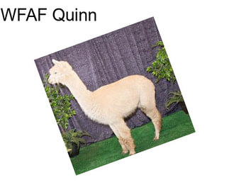 WFAF Quinn