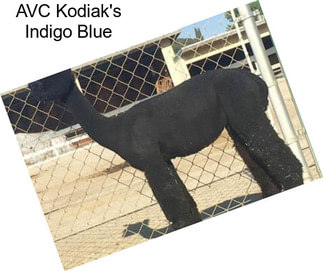 AVC Kodiak\'s Indigo Blue